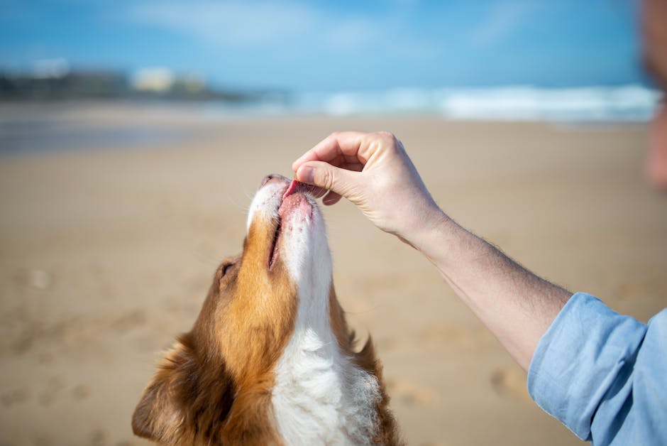 Puppy_Feeding_Guide Image 3