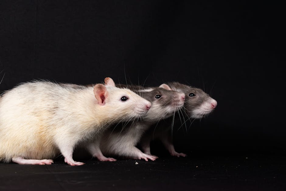 Rats_As_Pets Image 11