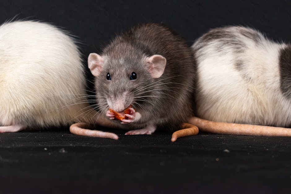 Rats_As_Pets Image 2