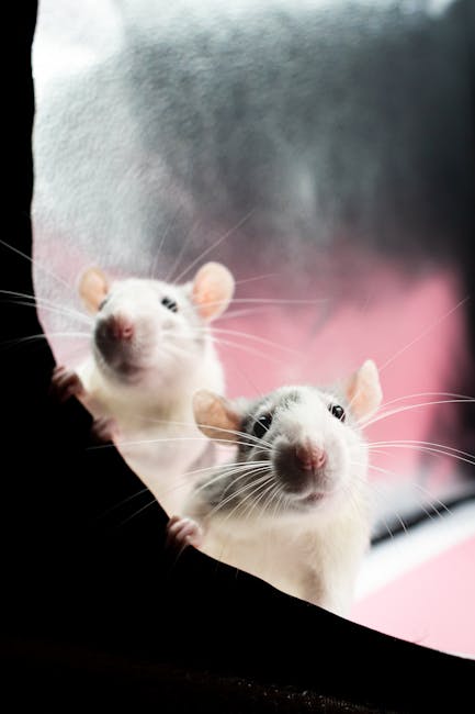 Rats_As_Pets Image 3