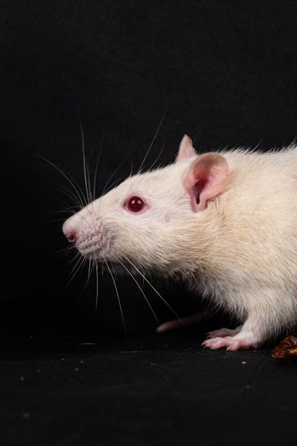 Rats_As_Pets Image 9