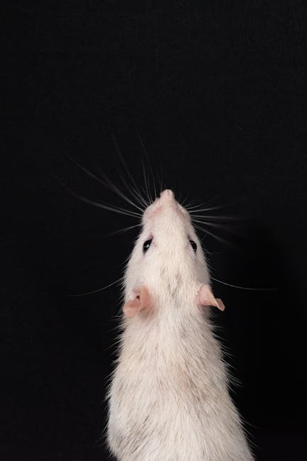 Rats_As_Pets Image 10