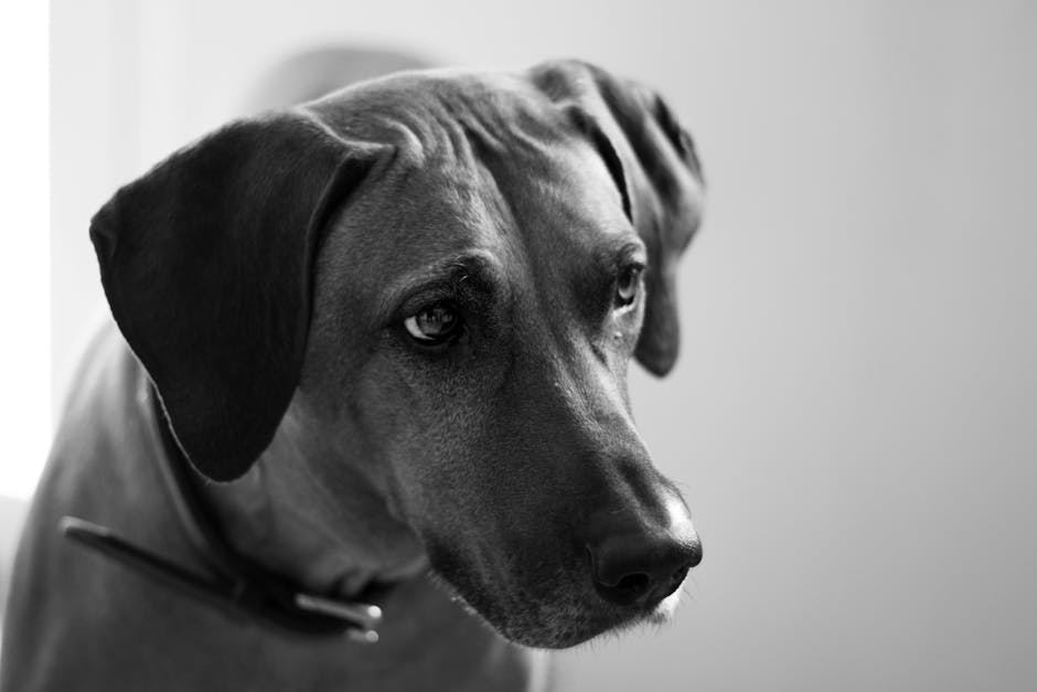 Rhodesian_Ridgeback Image 3