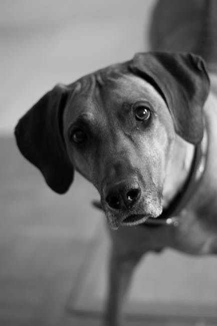 Rhodesian_Ridgeback Image 5