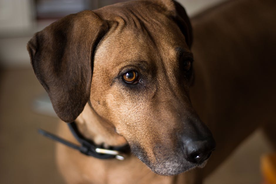 Rhodesian_Ridgeback Image 6