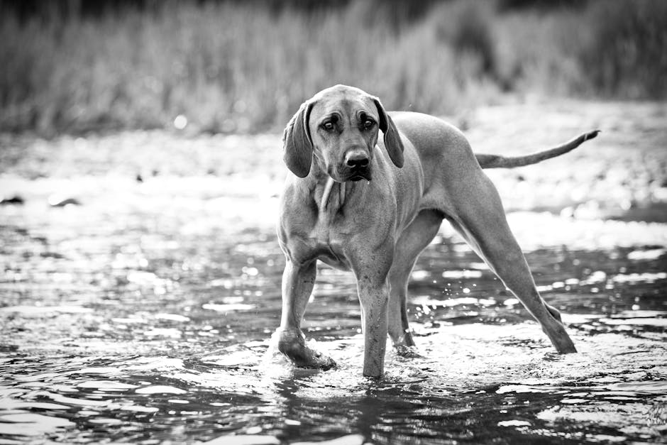 Rhodesian_Ridgeback Image 1