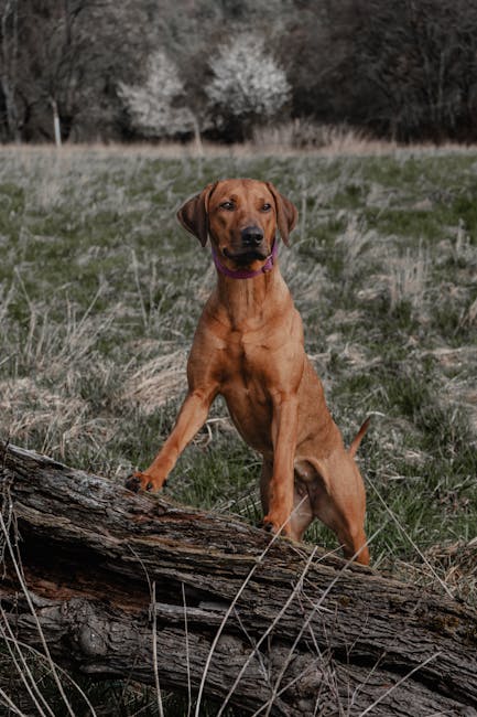 Rhodesian_Ridgeback Image 2