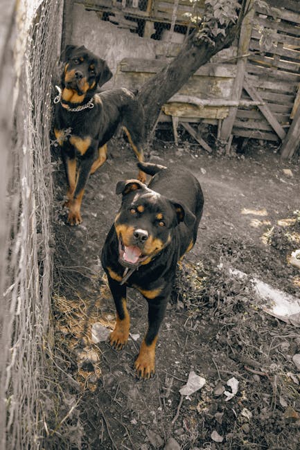 Rottweiler_Pets Image 4