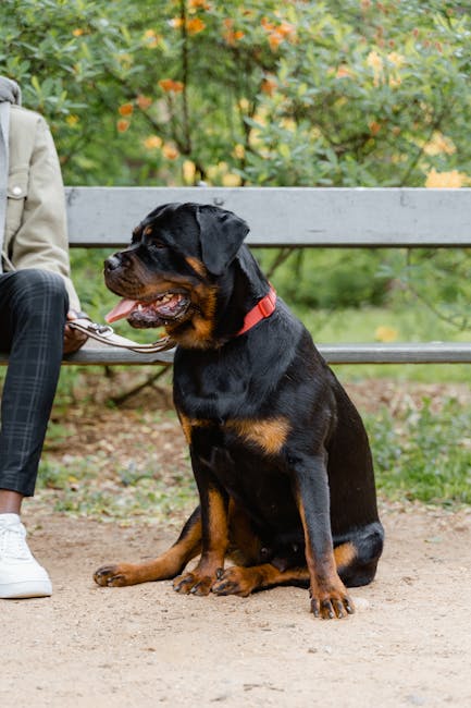 Rottweiler_Pets Image 10