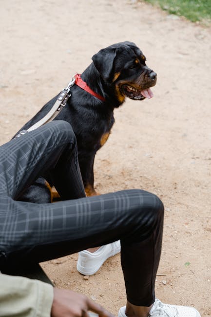 Rottweiler_Pets Image 1