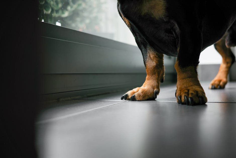 Rottweiler_Pets Image 6