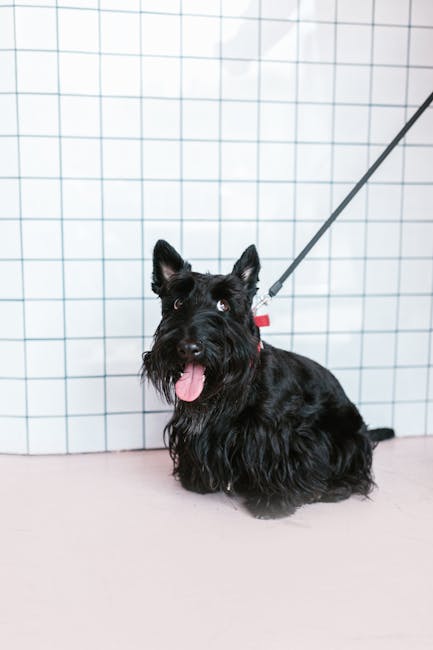 Scottish_Terriers Image 3