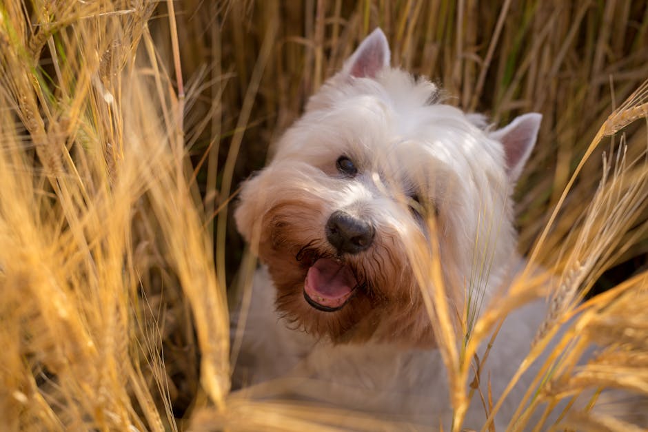 Scottish_Terriers Image 1