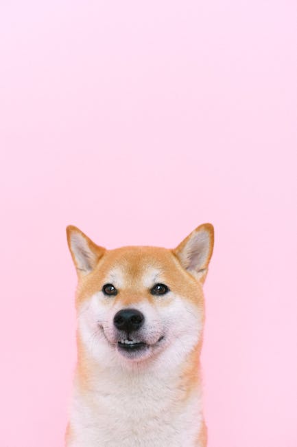 Shiba_Inu Image 6