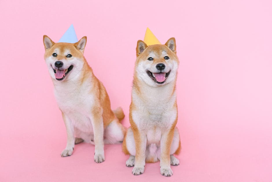 Shiba_Inu Image 4