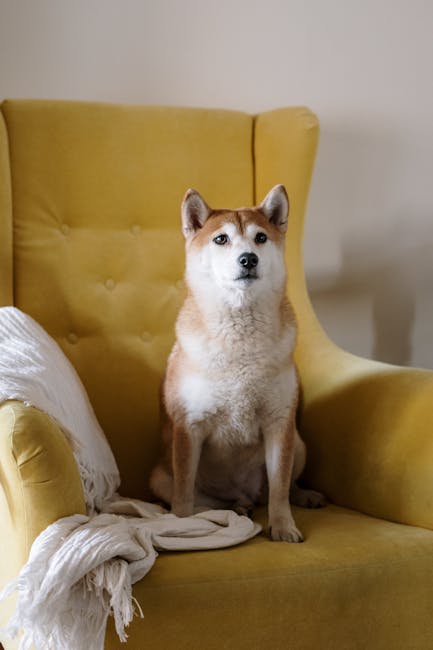 Shiba_Inu Image 1