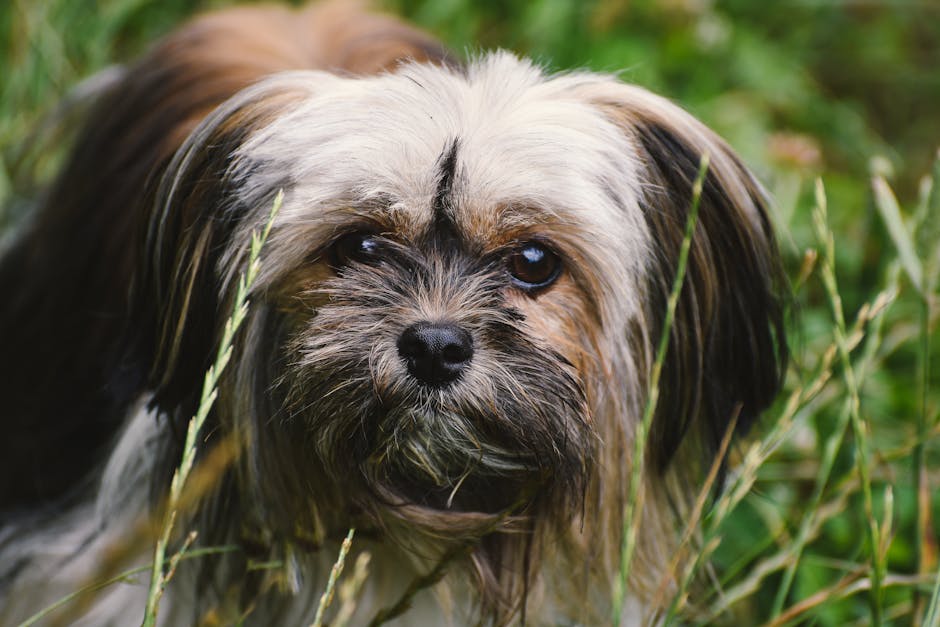 Shih_Tzu_Breed Image 3