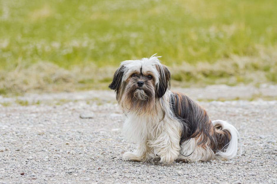 Shih_Tzu_Breed Image 1