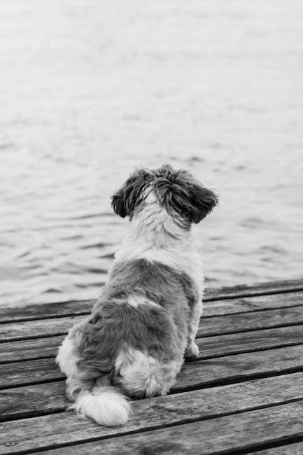 Shih_Tzu_Breed Image 7