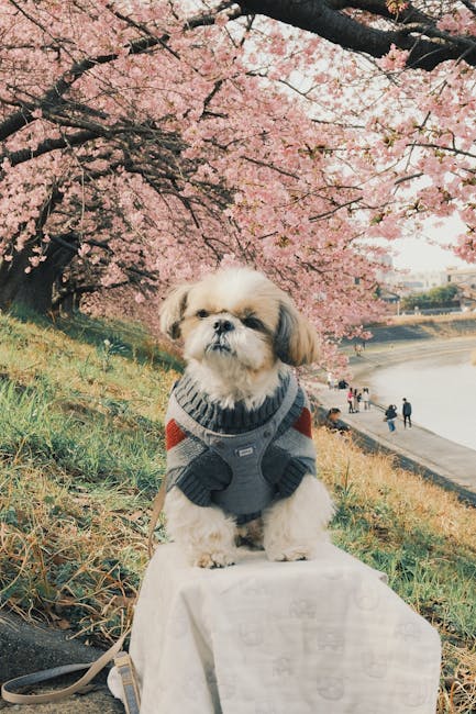 Shih_Tzu_Breed Image 10