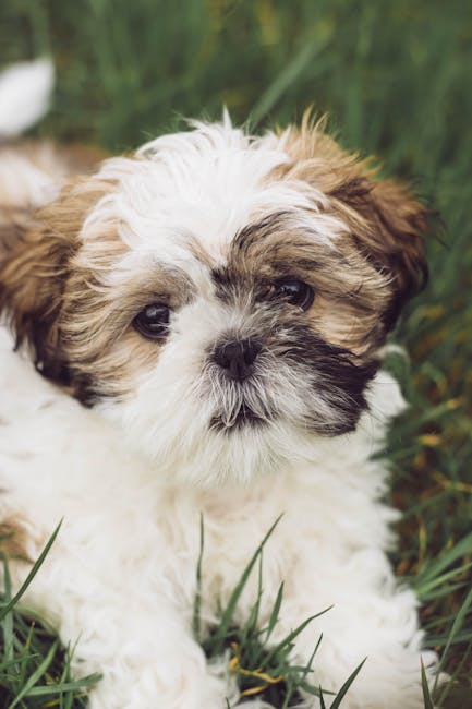 Shih_Tzu_Breed Image 9