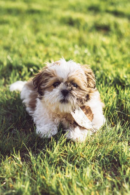 Shih_Tzu_Breed Image 8