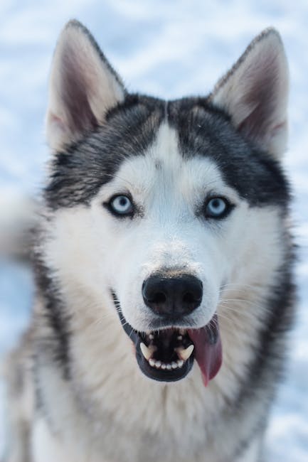 Siberian_Husky Image 5