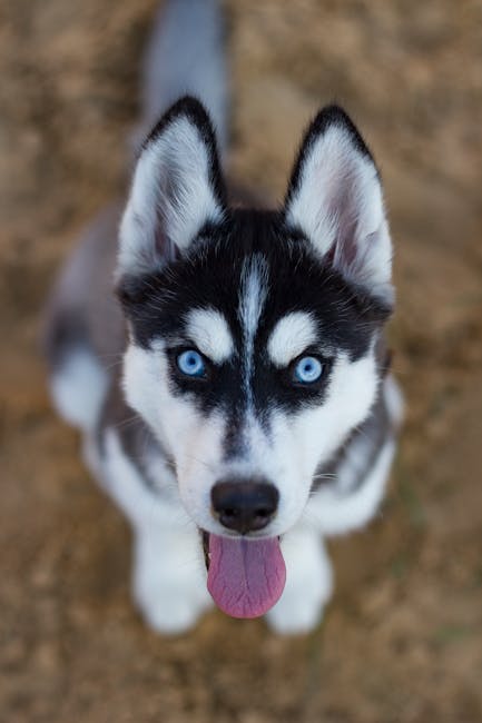 Siberian_Husky Image 4