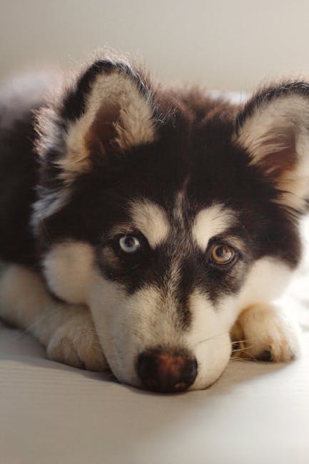 Siberian_Husky Image 6