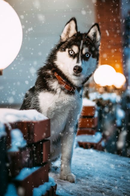 Siberian_Husky Image 3