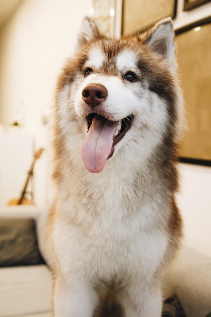 Siberian_Husky Image 7