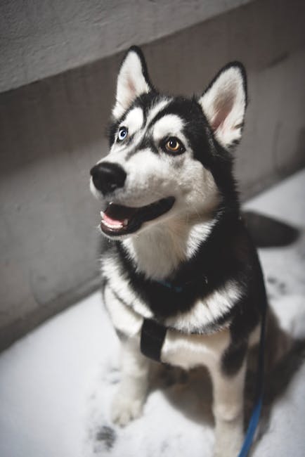 Siberian_Husky Image 8