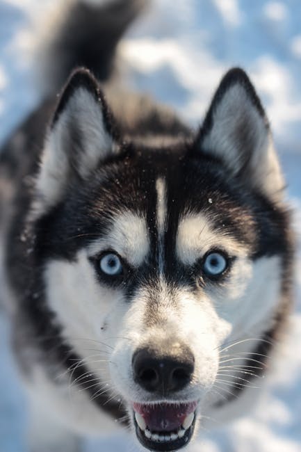 Siberian_Husky Image 1