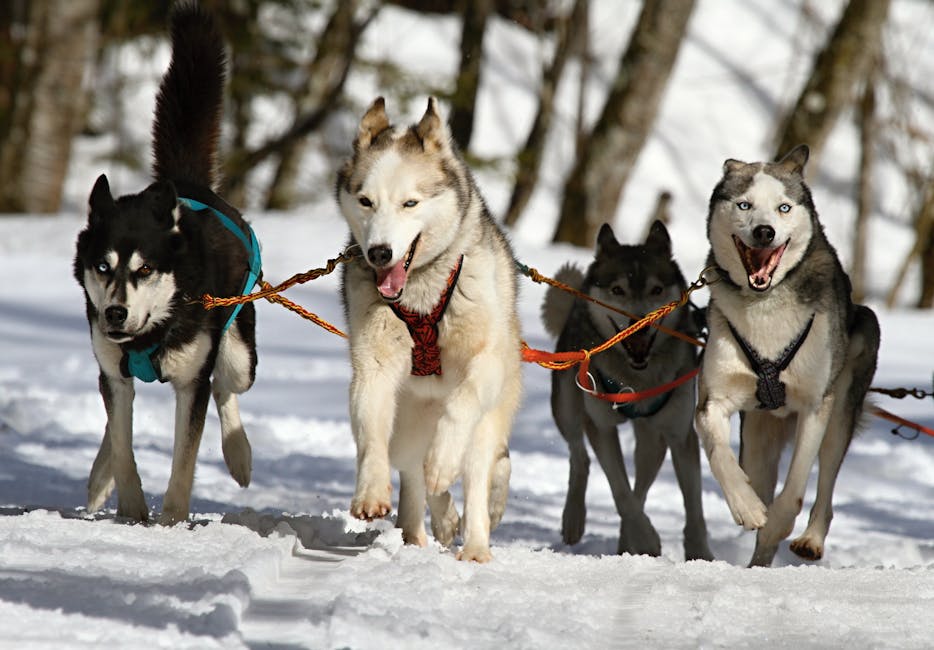 Siberian_Husky Image 12