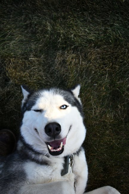 Siberian_Husky Image 11