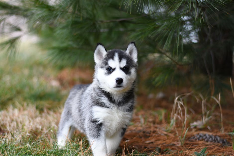 Siberian_Husky Image 2