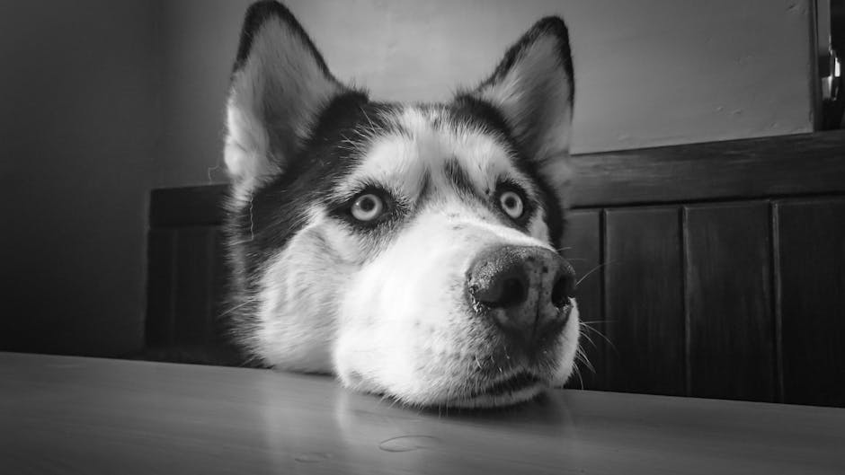 Siberian_Husky Image 9