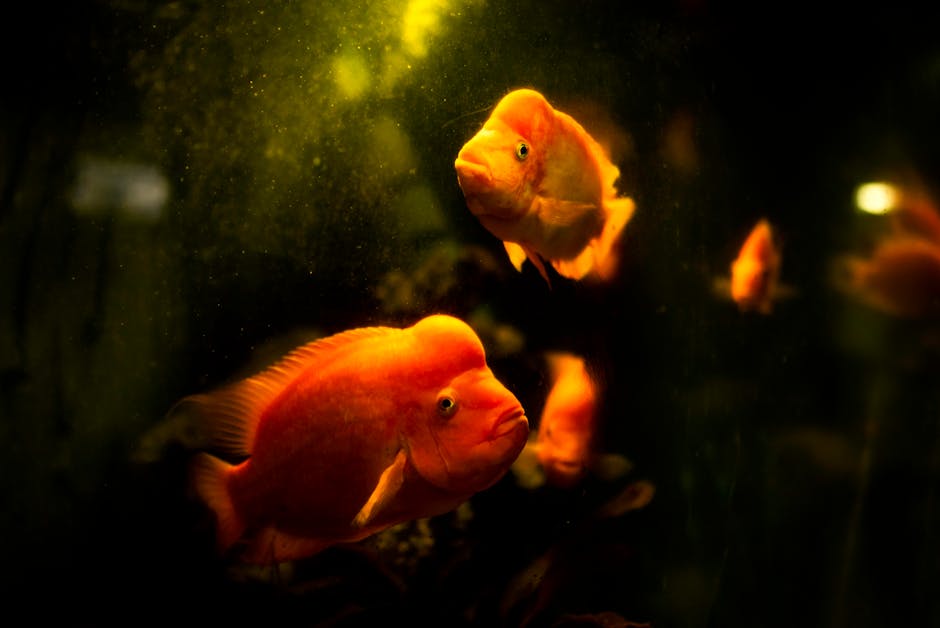 Sick_Fish_Tank Image 10