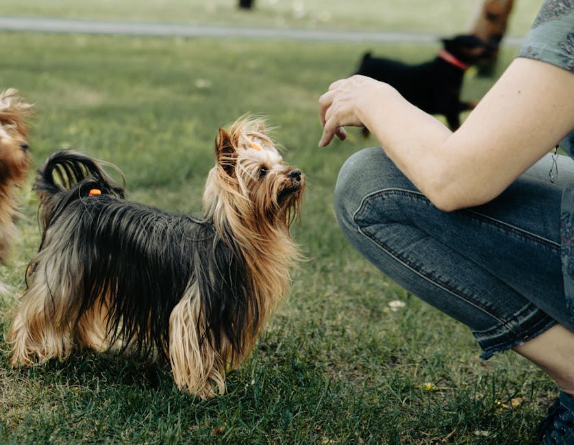 Silky_Terrier Image 4