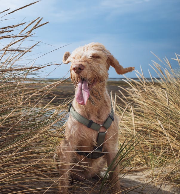 Silky_Terrier Image 7