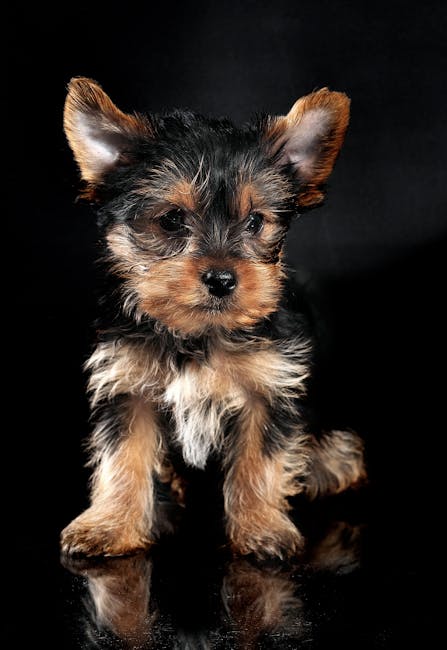 Silky_Terrier Image 2