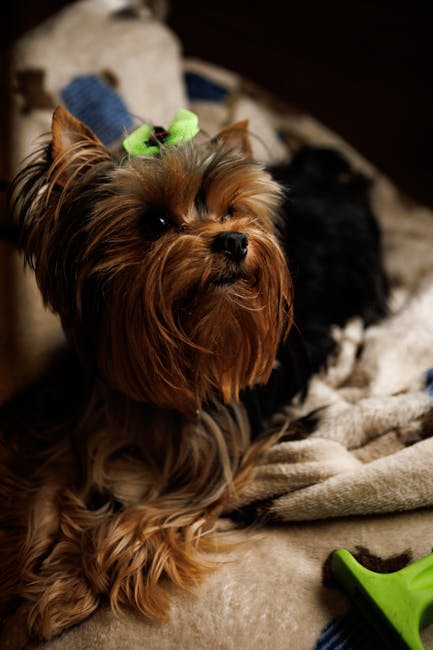 Silky_Terrier Image 5