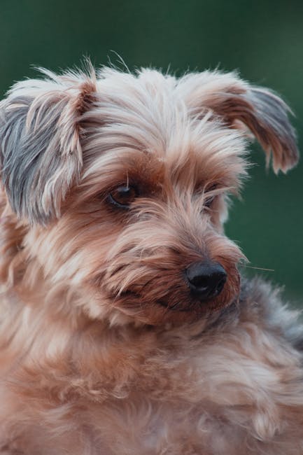 Silky_Terrier Image 9