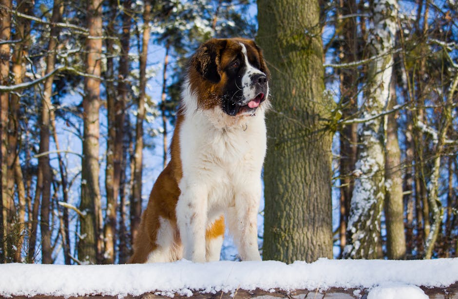 St._Bernard_Breed Image 1