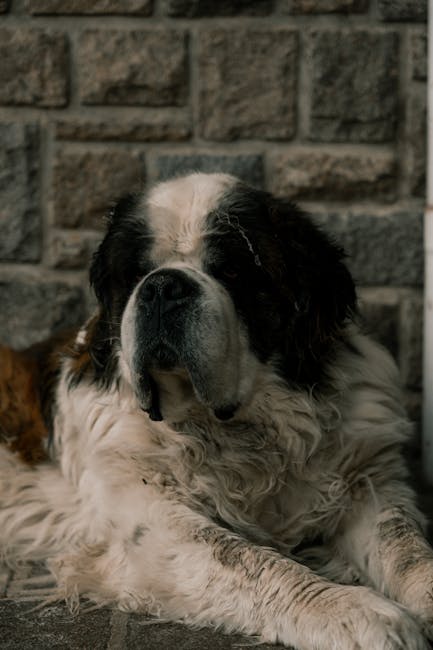 St._Bernard_Breed Image 2