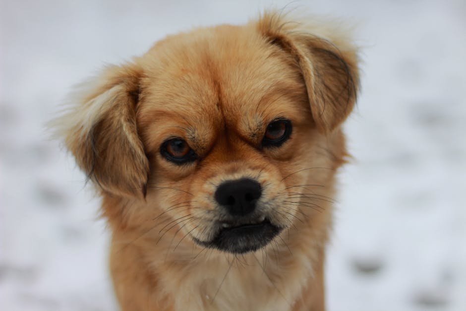 Tibetan_Spaniel Image 5