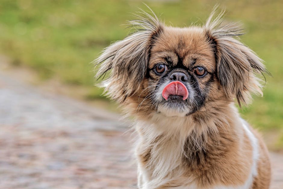 Tibetan_Spaniel Image 1