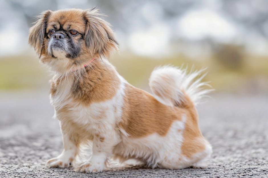 Tibetan_Spaniel Image 3