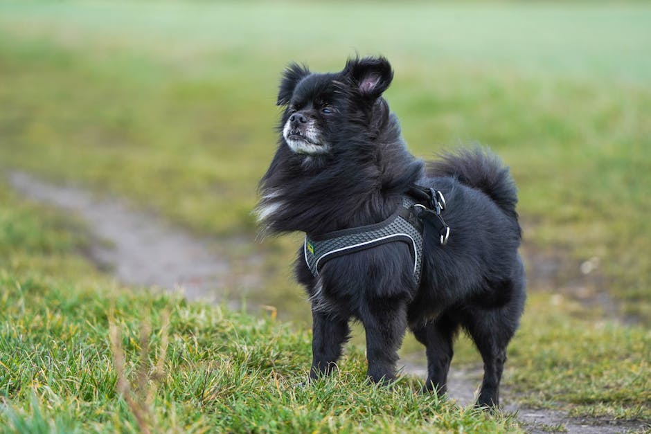 Tibetan_Spaniel Image 6