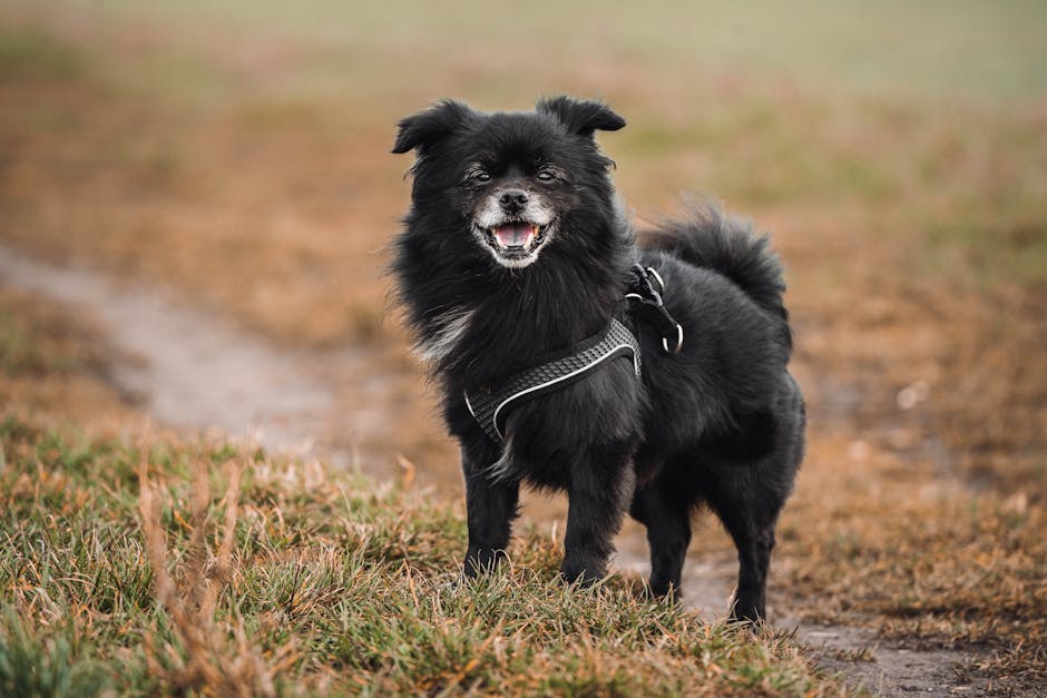 Tibetan_Spaniel Image 4